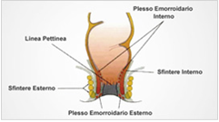 anatomia del canale rettale