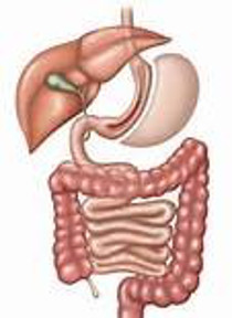 apparato digerente sleeve gastrectomy